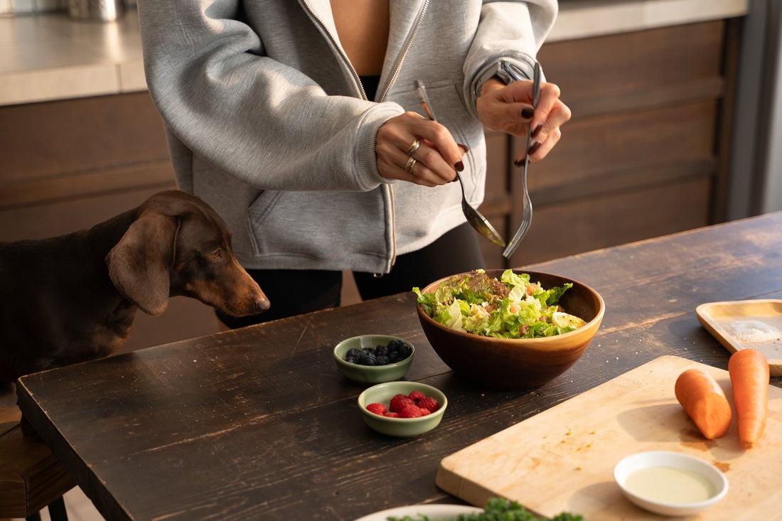 Kibble vs Fresh Meals: Which Dog Food Delivers the Best Value?