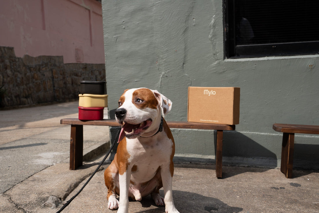 Why Do Dogs Eat Poop?