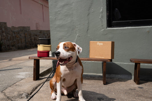 Why Do Dogs Eat Poop?