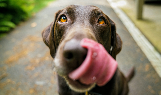 My Dog Has Bad Breath: Is It Normal, or Is Their Mouth Trying to Tell Me Something?