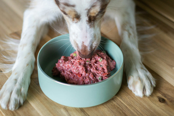 Fresh Dog Food vs Kibble: Which One Fits Your Dog’s Breed, Lifestyle, and Tummy?