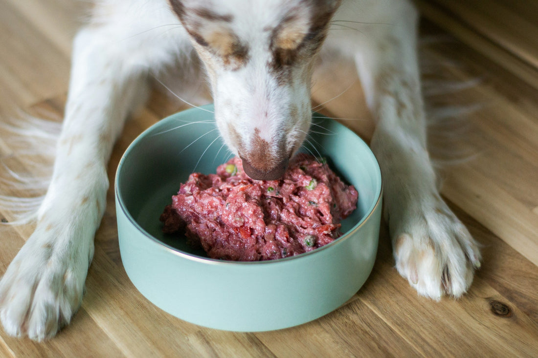 Fresh Dog Food vs Kibble: Which One Fits Your Dog’s Breed, Lifestyle, and Tummy?