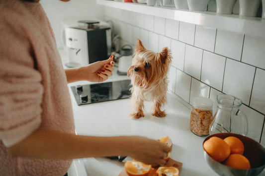 Can Dogs Eat Home-Cooked Food Every Day? 5 Things First-Time Owners Get Wrong