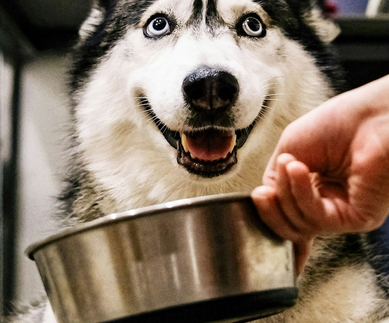 What Causes a Dog’s Sensitive Stomach — and What Fresh Food Features Actually Help