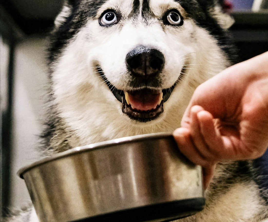 What Causes a Dog’s Sensitive Stomach — and What Fresh Food Features Actually Help