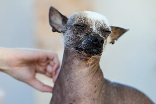 Don’t Blame Old Age Yet: 5 Senior Dog Changes That May Be Inflammaging