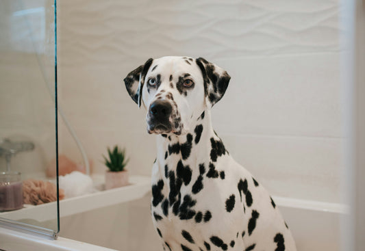 Which Dog Breeds May Benefit from Extra Joint Support? A Comprehensive Mobility Guide