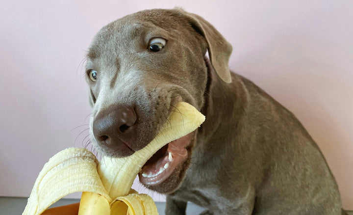 Which Fresh Dog Food in Hong Kong Is Best? 7 Questions to Ask