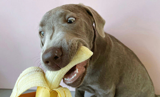 Which Fresh Dog Food in Hong Kong Is Best? 7 Questions to Ask