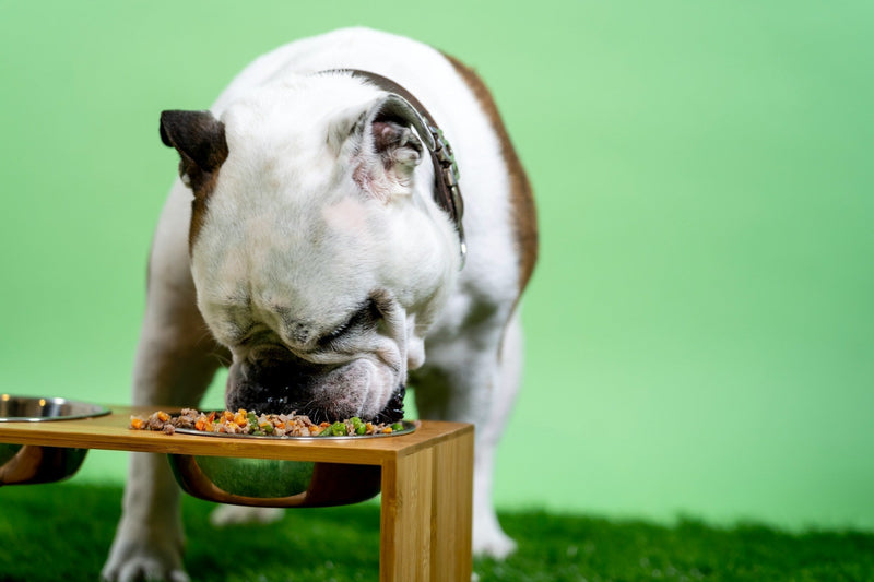 How to Transition Your Dog From Kibble to Fresh Food Without an Upset Stomach