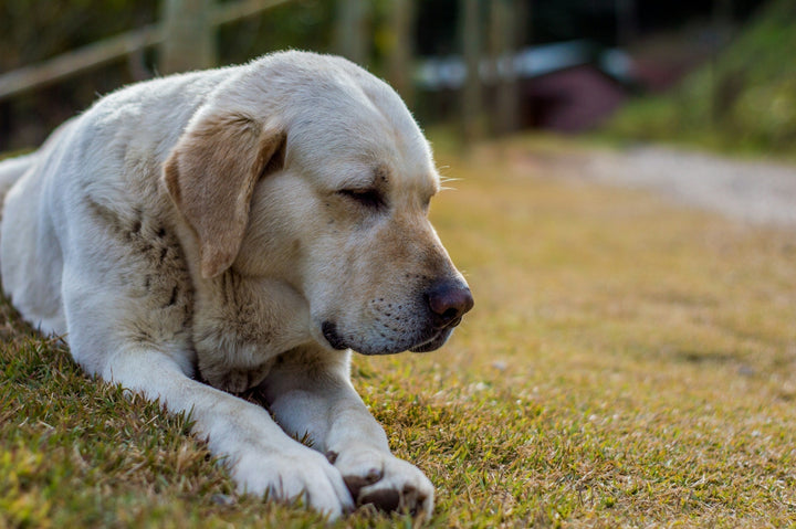 Single-Protein Dog Food: Understanding Its Role for Sensitive Stomachs