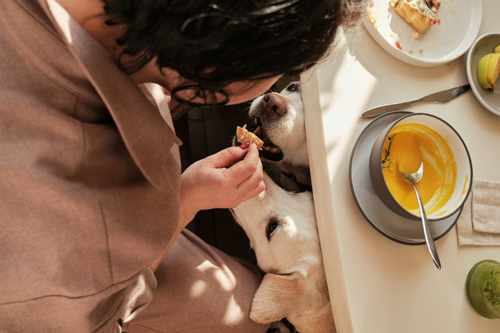 Is Complete and Balanced Dog Food Actually Important, or Just Pet Food Jargon?
