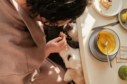 Is Complete and Balanced Dog Food Actually Important, or Just Pet Food Jargon?