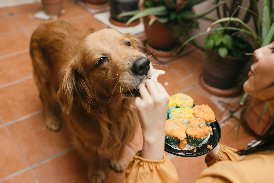 Dog Nutrition in Asia Pacific: Rethinking Fresh Food, Supplements, and Longevity