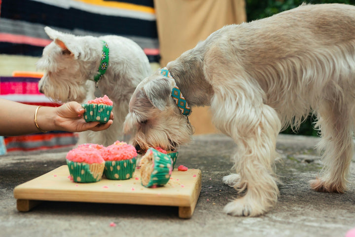 Why Is My Dog So Picky—Personality, Habit, or Their Gut Talking?