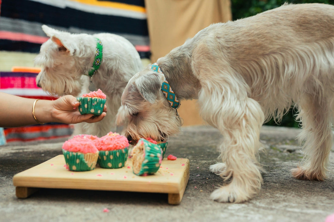 Why Is My Dog So Picky—Personality, Habit, or Their Gut Talking?