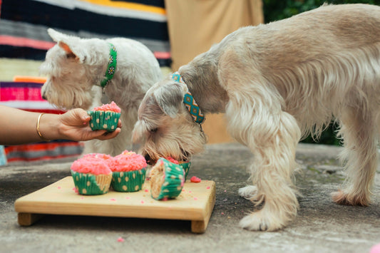 Why Is My Dog So Picky—Personality, Habit, or Their Gut Talking?