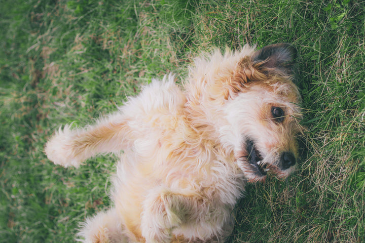 Why Is My Dog So Itchy? The Gut-Skin Connection Most Owners Miss