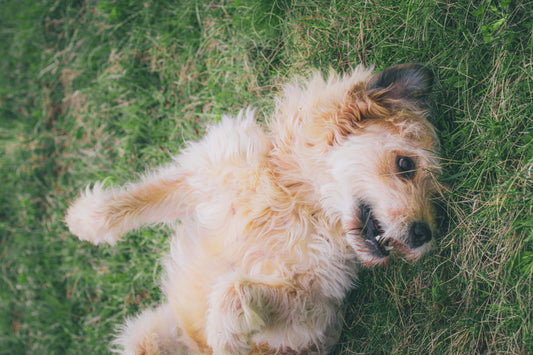 Why Is My Dog So Itchy? The Gut-Skin Connection Most Owners Miss