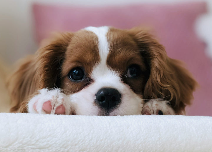 First-Time Puppy Feeding Mistakes: 7 Things New Dog Parents Accidentally Do