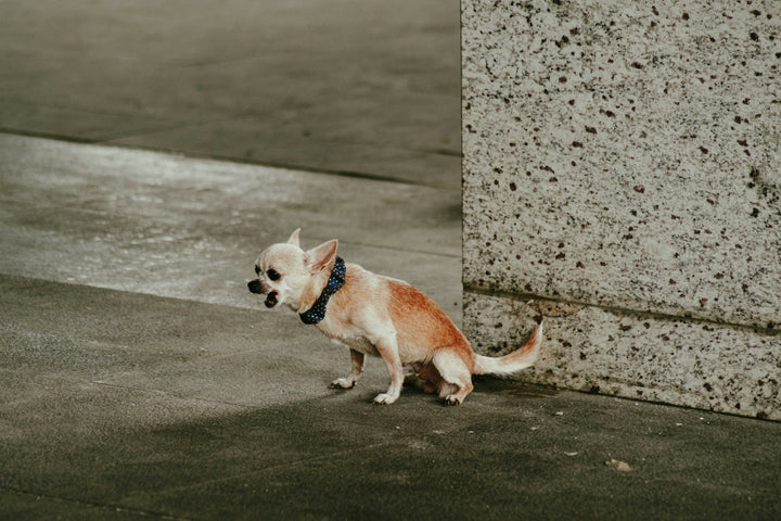 5 Types of Dog Poop and What They Might Say About Your Dog’s Diet