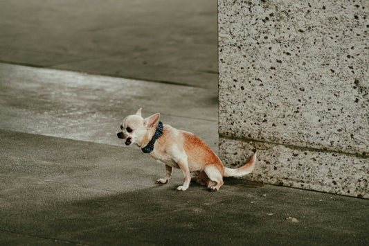 5 Types of Dog Poop and What They Might Say About Your Dog’s Diet