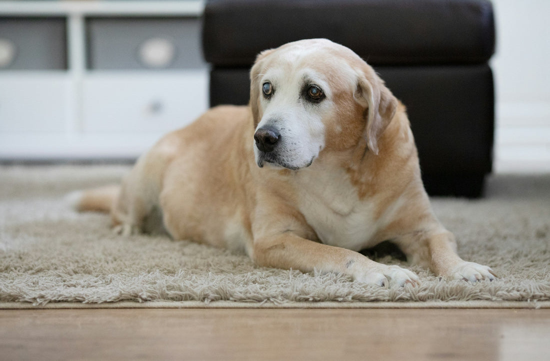 Senior Dog Food: What Should Change After Age 7?