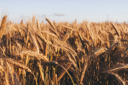 Is Grain-Free Dog Food Good or Bad? A Calm, Vet-Backed Guide for Worried Owners
